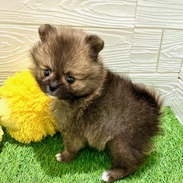 愛知県のポメラニアン (犬の家＆猫の里豊田店/2025年5月20日生まれ/男の子/オレンジセーブル)の子犬の4枚目の画像