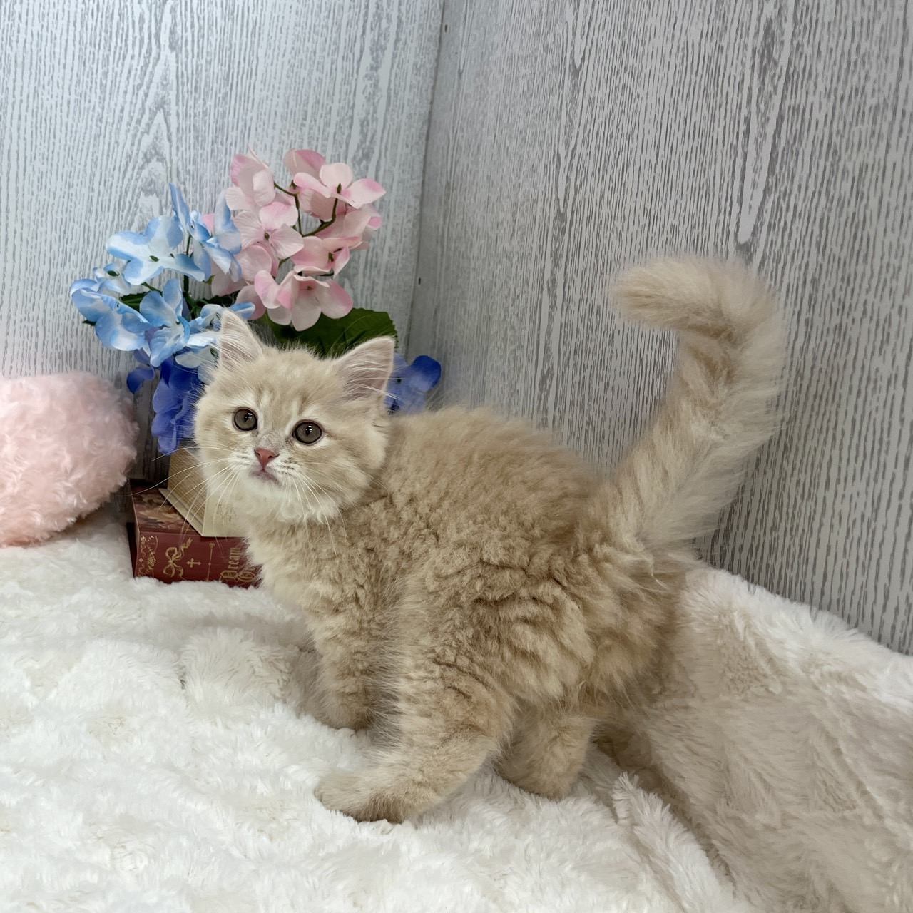 神奈川県のスコティッシュストレート (犬の家＆猫の里相模原店/2025年5月15日生まれ/女の子/クリームタビー)の子猫の4枚目の画像