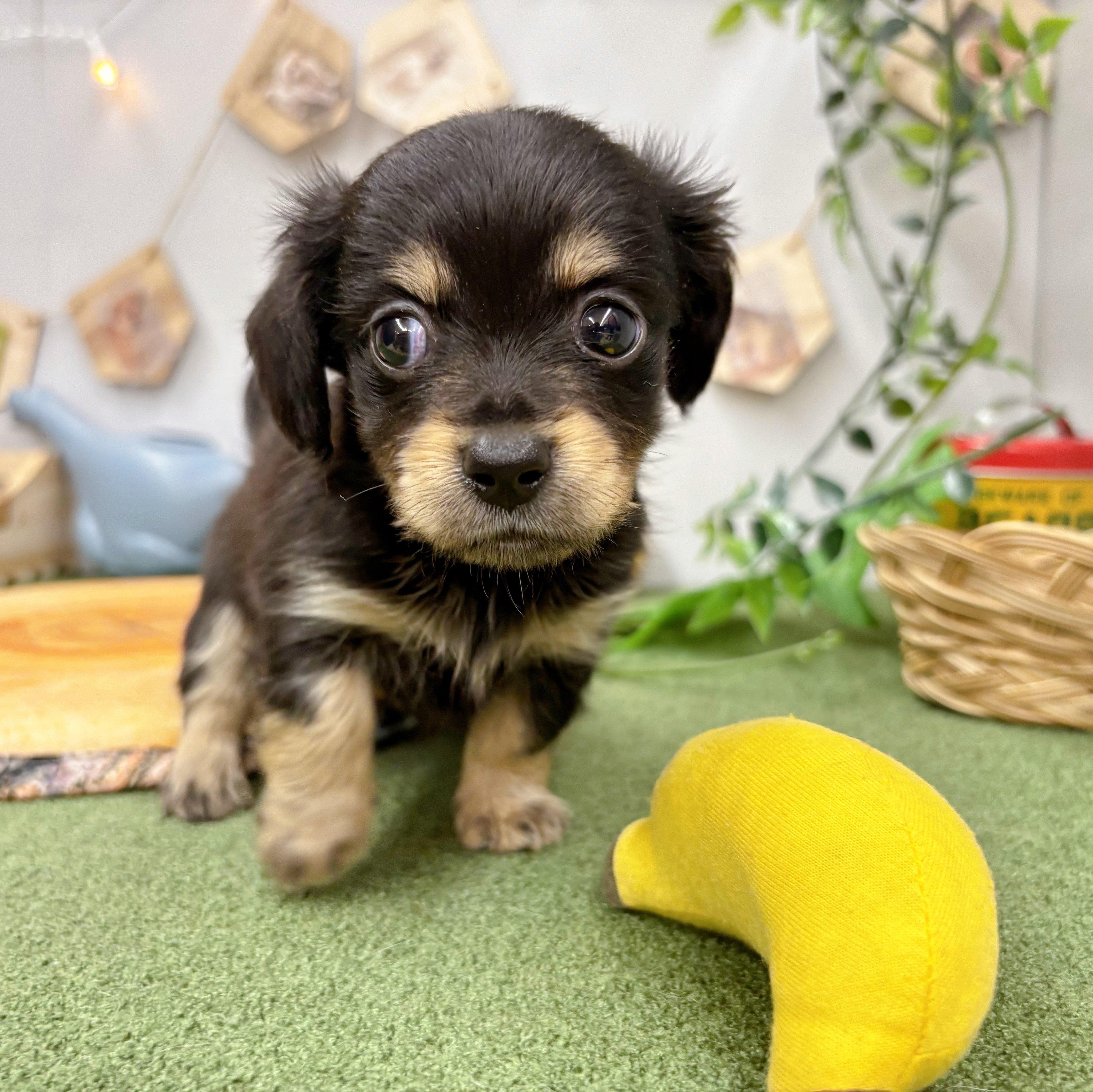 千葉県のチワックス(チワワ×ダックス) (犬の家＆猫の里ワンズモール稲毛店/2025年5月20日生まれ/女の子/ブラックタン)の子犬の4枚目の画像