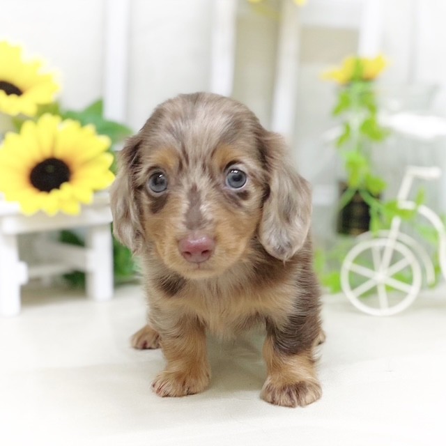 静岡県のミニチュアダックスフンド(ロング) (犬の家＆猫の里藤枝店/2025年5月16日生まれ/男の子/チョコレートダップル)の子犬の4枚目の画像