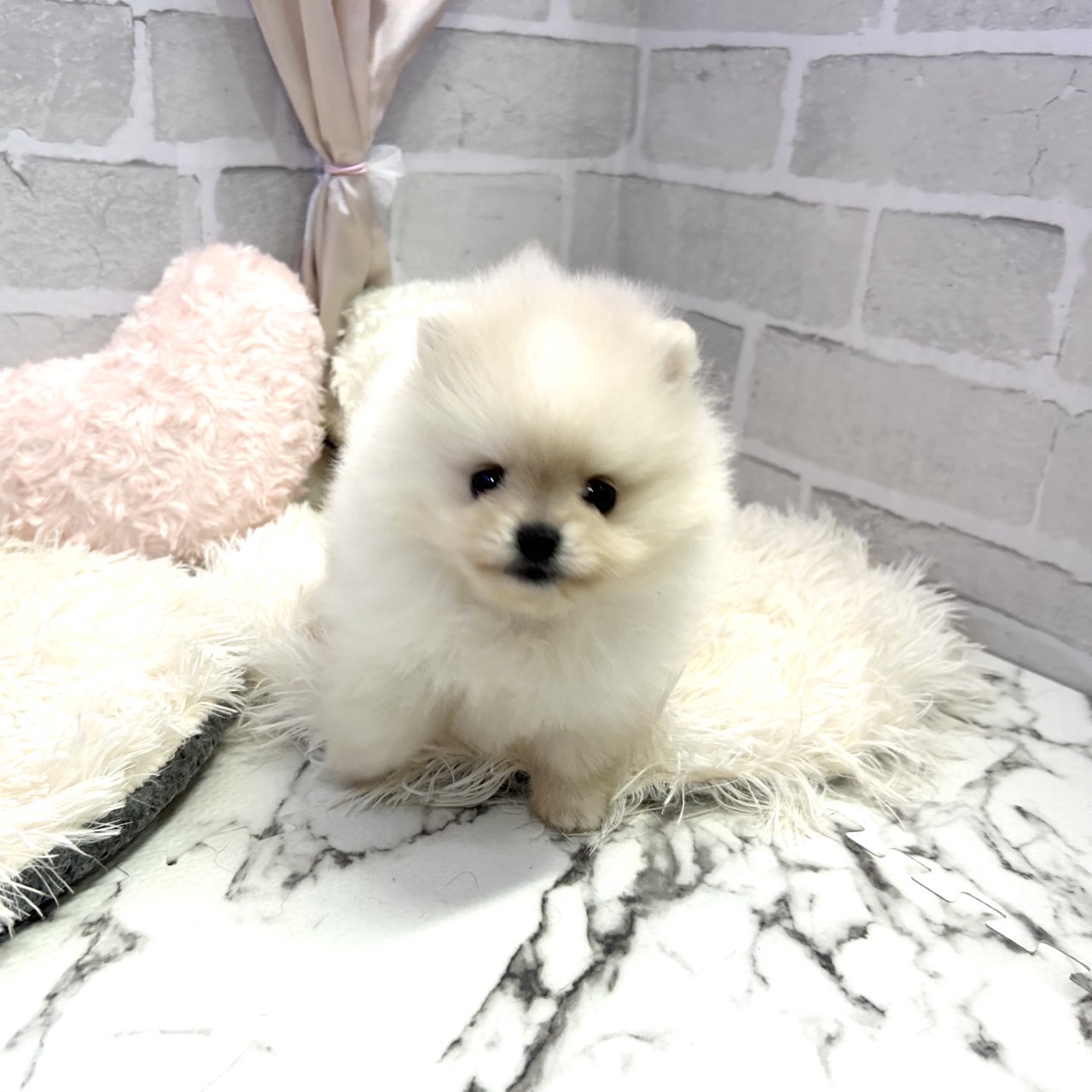 愛知県のポメラニアン (犬の家＆猫の里岡崎店/2025年5月20日生まれ/女の子/クリーム)の子犬の4枚目の画像