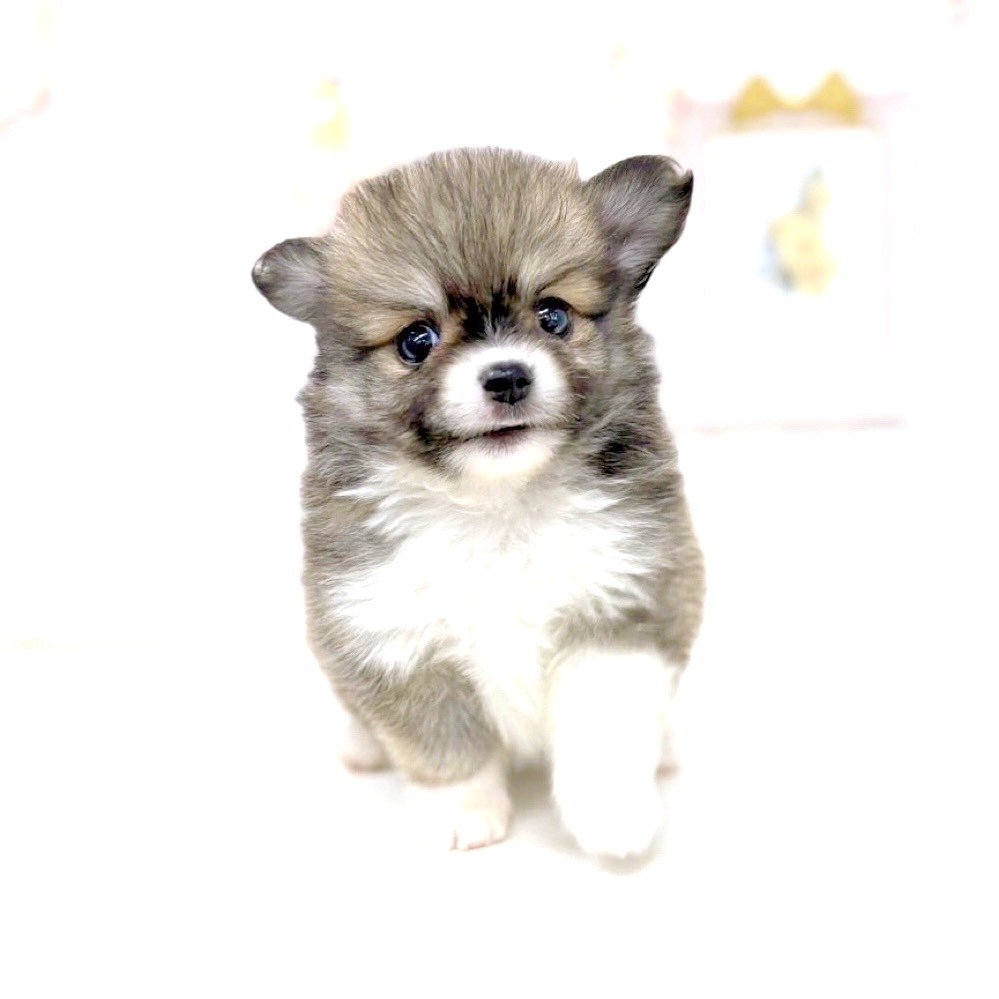 富山県のポメチワ/チワポメ/ポメチー(ポメラニアン×チワワ) (犬の家＆猫の里アミーゴ高岡蓮花寺店/2025年5月19日生まれ/男の子/フォーンホワイト)の子犬の4枚目の画像