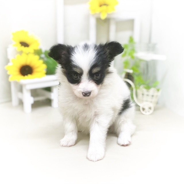静岡県のパピヨン (犬の家＆猫の里藤枝店/2025年5月18日生まれ/女の子/トライカラー)の子犬の4枚目の画像