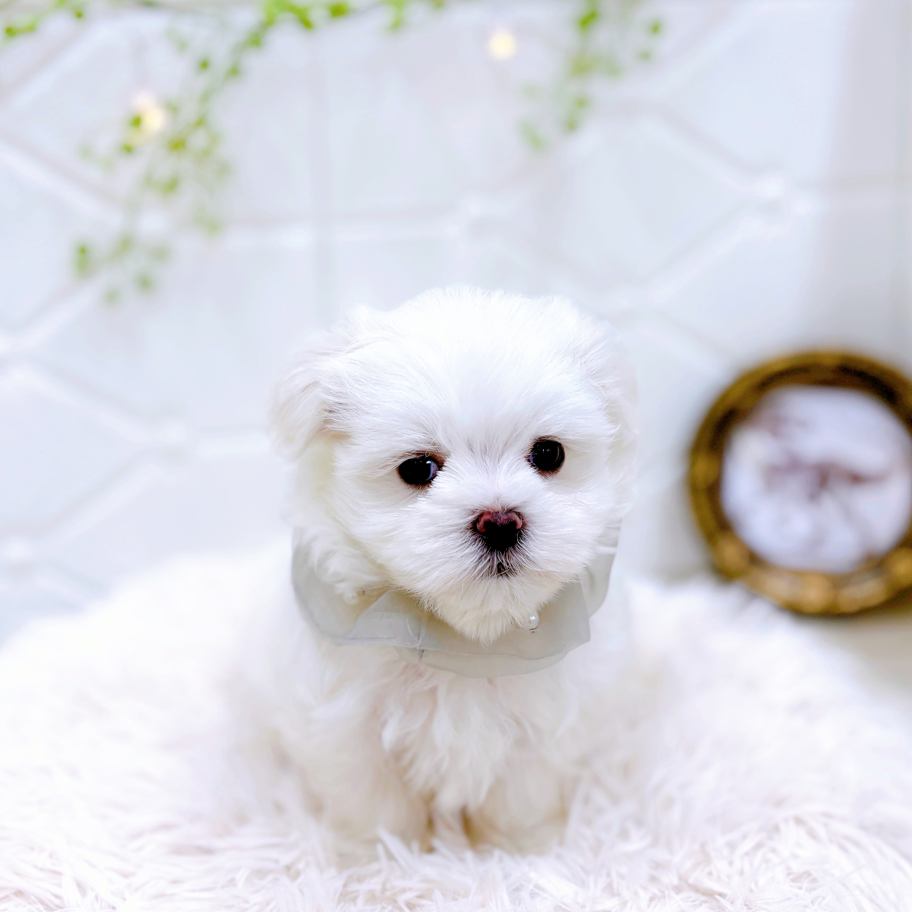 福井県のマルチーズ (犬の家＆猫の里アミーゴ福井店/2025年5月19日生まれ/男の子/ホワイト)の子犬の4枚目の画像