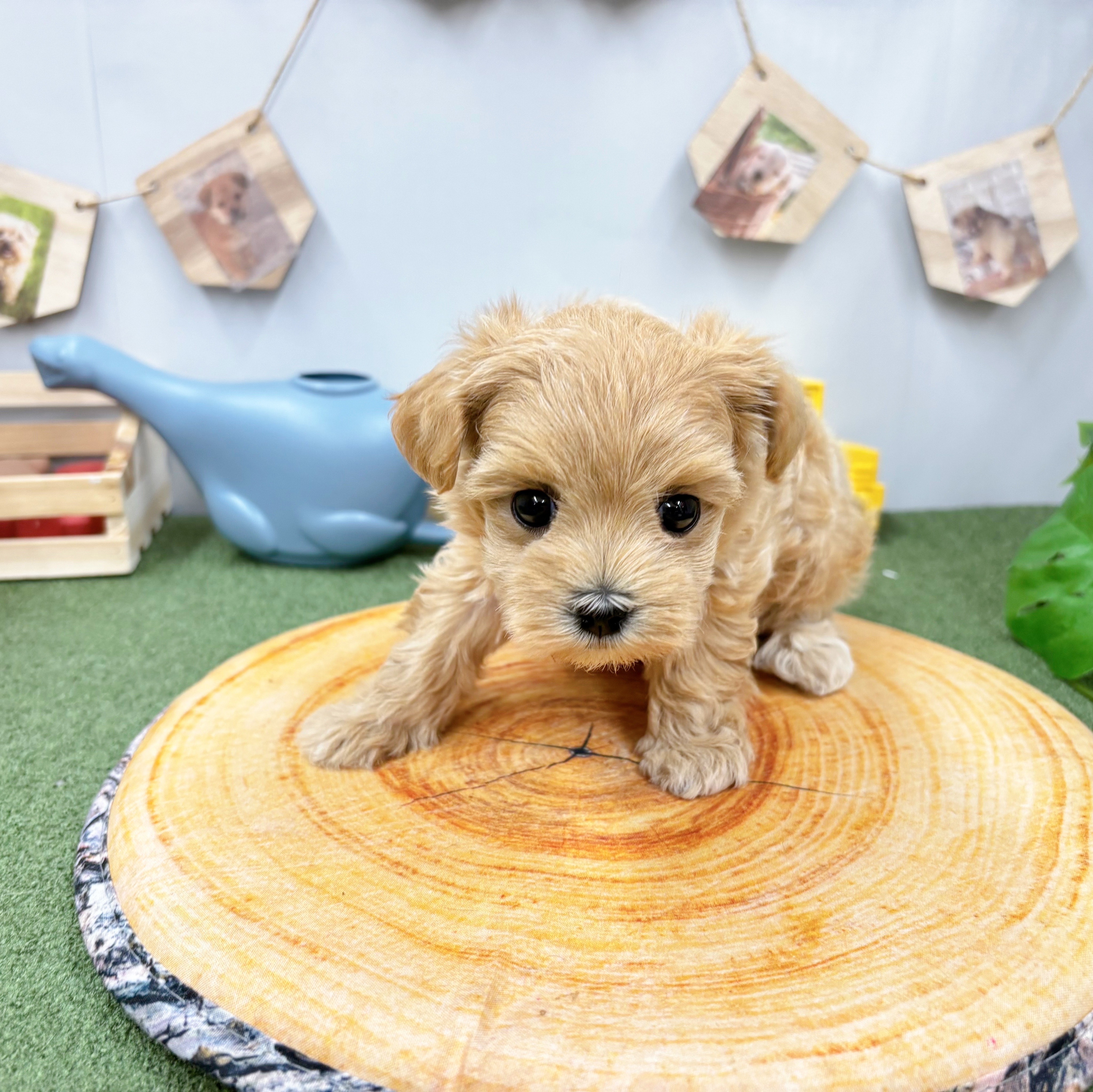 千葉県のマルプー(マルチーズ×プードル) (犬の家＆猫の里ワンズモール稲毛店/2025年5月19日生まれ/女の子/アプリコット)の子犬の4枚目の画像