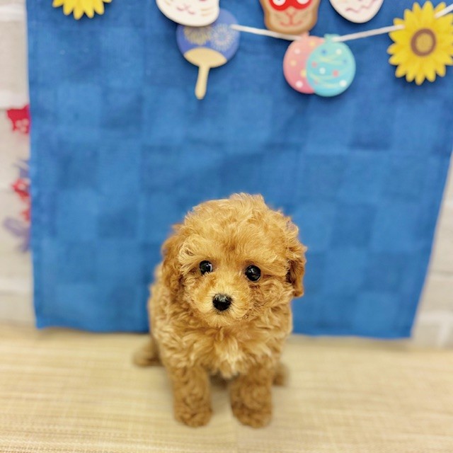 静岡県のタイニープードル (犬の家＆猫の里プレ葉ウォーク浜北店/2025年5月18日生まれ/女の子/アプリコット)の子犬の4枚目の画像