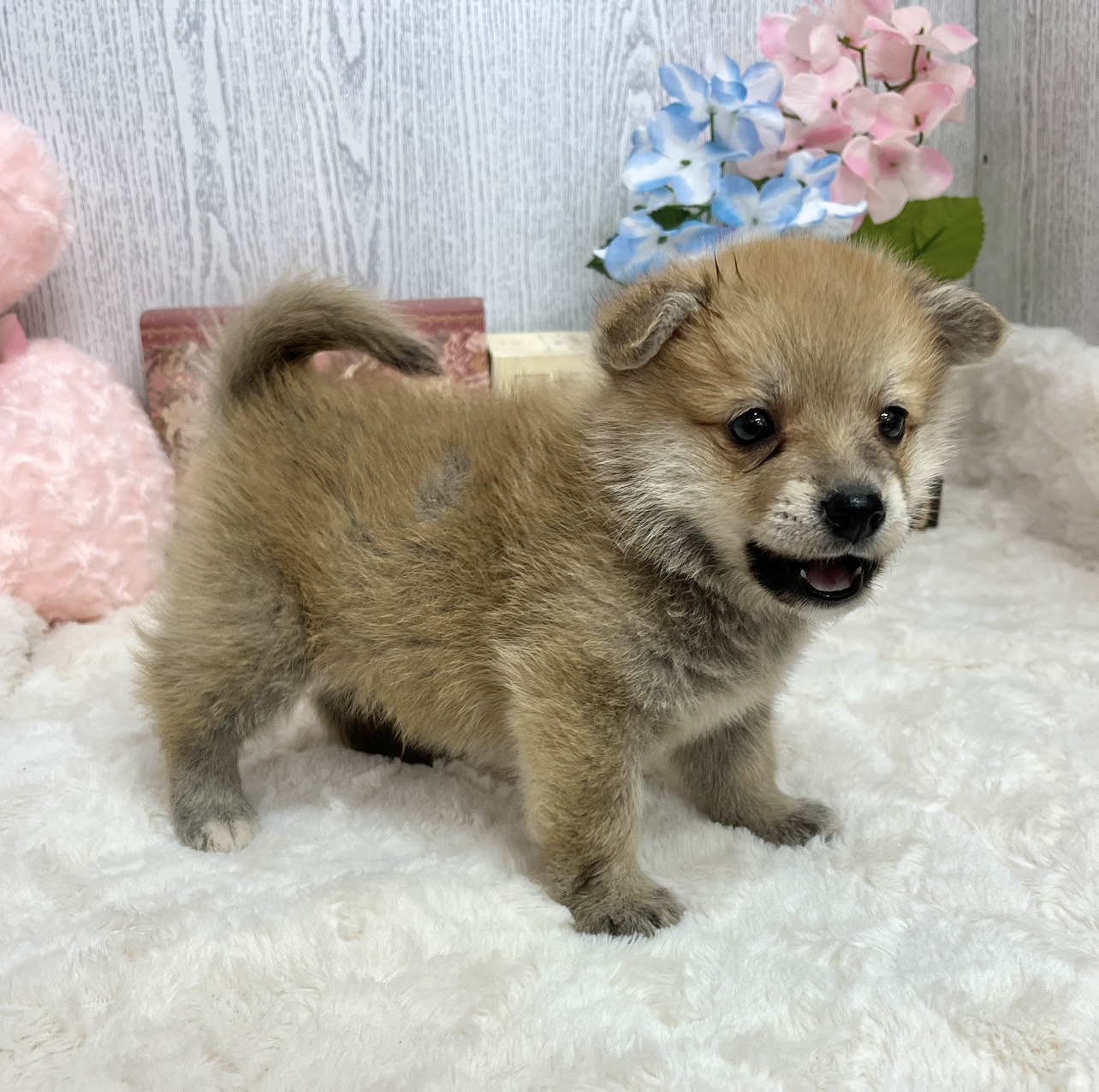 神奈川県のポメコーギー(ポメラニアン×コーギー) (犬の家＆猫の里相模原店/2025年5月20日生まれ/男の子/レッドホワイト)の子犬の4枚目の画像