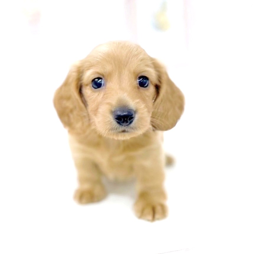 富山県のミニチュアダックスフンド(ロング) (犬の家＆猫の里アミーゴ高岡蓮花寺店/2025年5月17日生まれ/男の子/ゴールド)の子犬の4枚目の画像