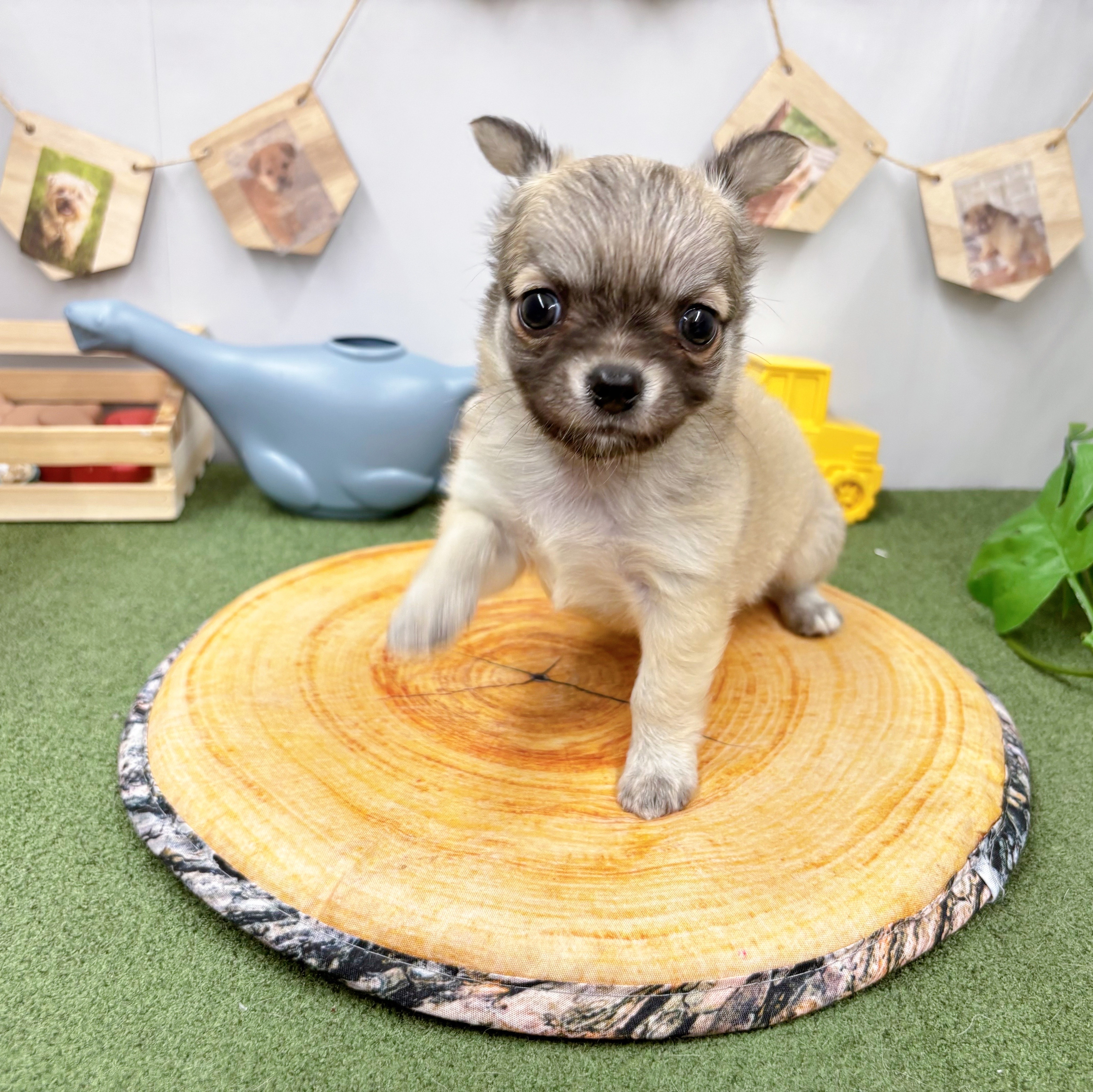 千葉県のチワワ(ロング) (犬の家＆猫の里ワンズモール稲毛店/2025年5月18日生まれ/男の子/レッド)の子犬の1枚目の画像
