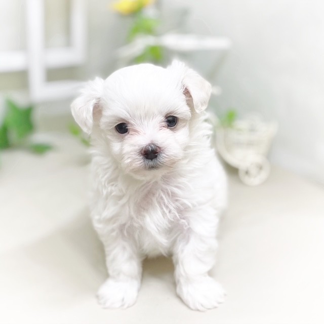 静岡県のマルチーズ (犬の家＆猫の里藤枝店/2025年5月20日生まれ/男の子/ホワイト)の子犬の4枚目の画像