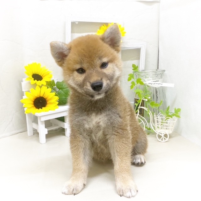 静岡県の柴犬(標準サイズ) (犬の家＆猫の里藤枝店/2025年5月19日生まれ/女の子/赤)の子犬の4枚目の画像