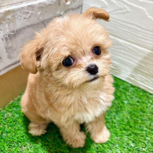 愛知県のチワプー/プーチー(チワワ×プードル) (犬の家＆猫の里豊田店/2025年5月19日生まれ/女の子/アプリコット)の子犬の4枚目の画像