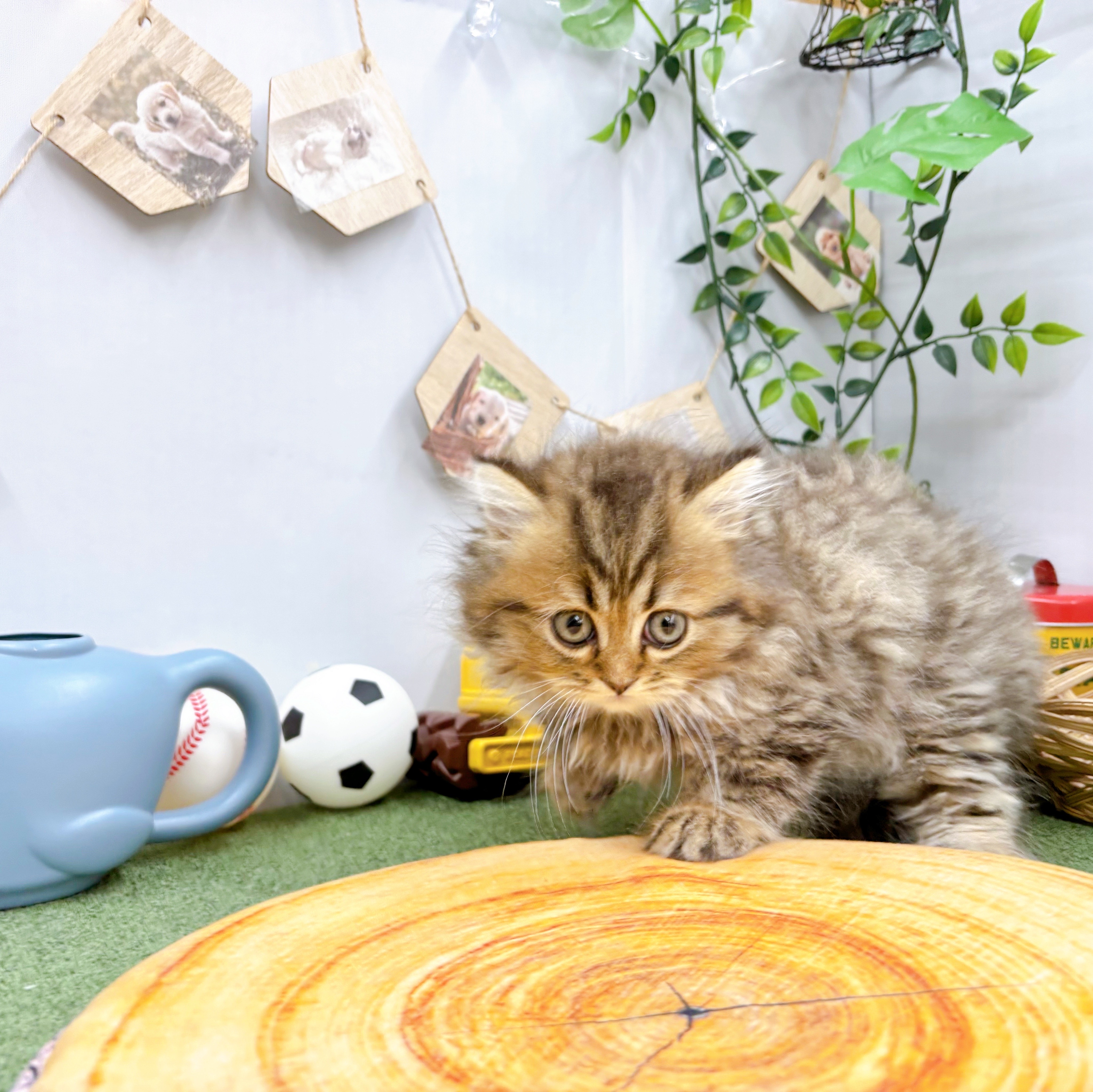 千葉県のミヌエット (犬の家＆猫の里ワンズモール稲毛店/2025年5月19日生まれ/女の子/ブラウンタビー)の子猫の4枚目の画像
