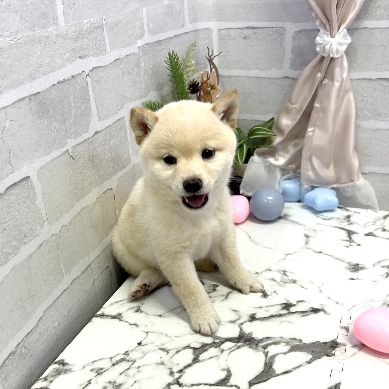 柴犬男の子の写真