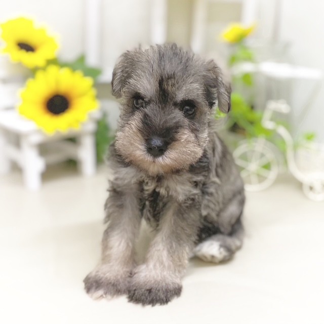 静岡県のミニチュアシュナウザー (犬の家＆猫の里藤枝店/2025年5月18日生まれ/男の子/ソルトペッパー)の子犬の4枚目の画像