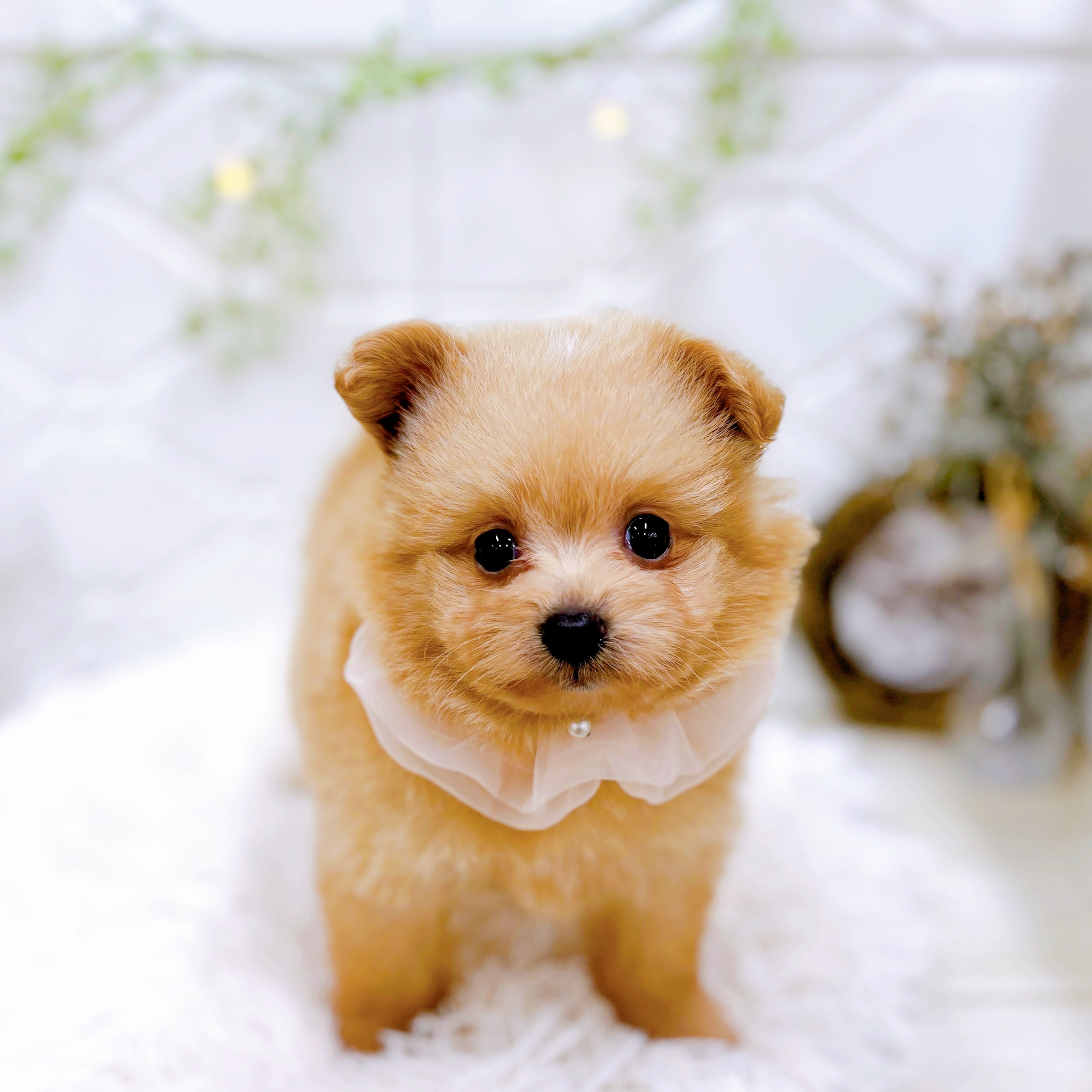 福井県のポメプー(ポメラニアン×プードル) (犬の家＆猫の里アミーゴ福井店/2025年5月15日生まれ/女の子/アプリコット)の子犬の4枚目の画像