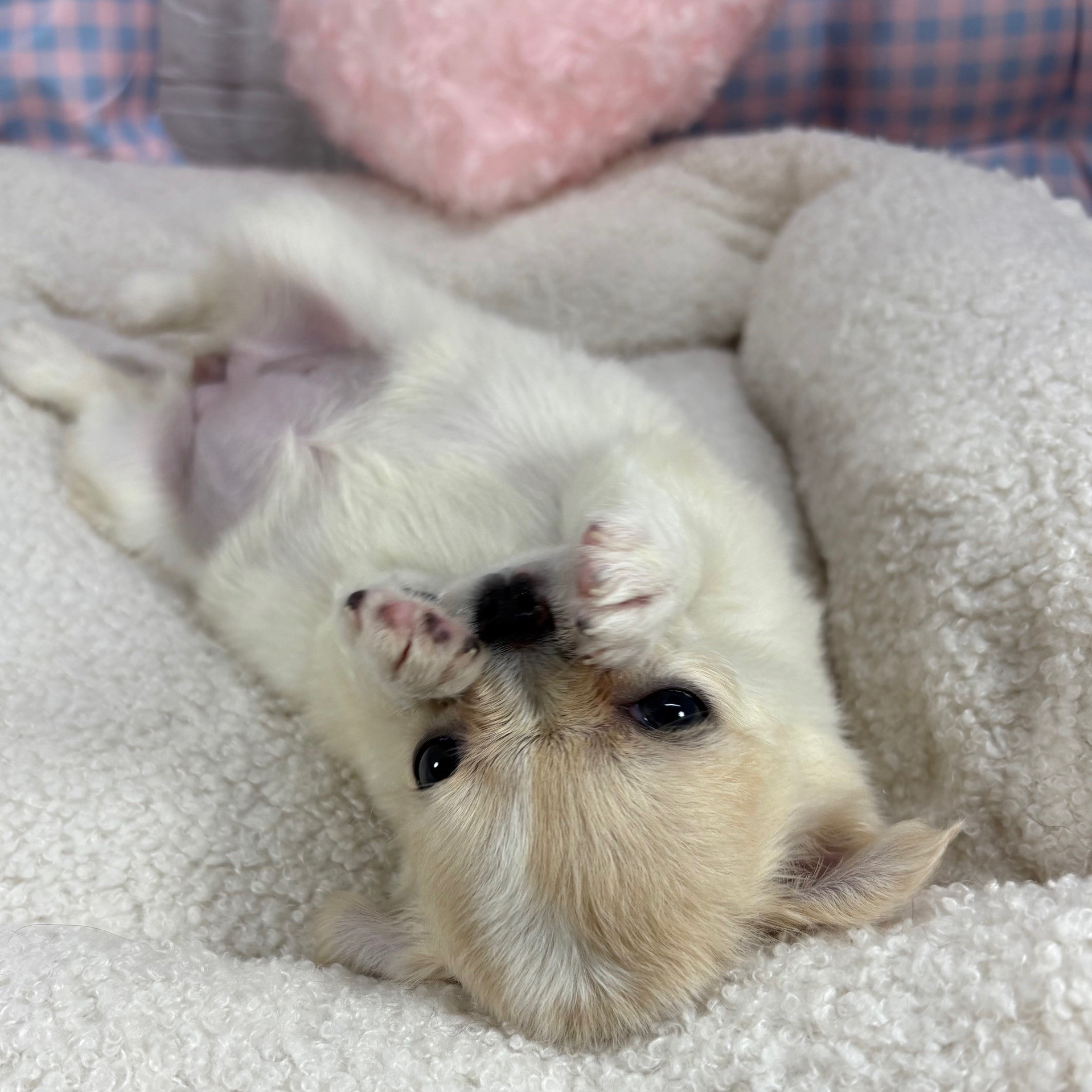 神奈川県のチワワ(ロング) (犬の家＆猫の里元住吉ブレーメン通り店/2025年5月18日生まれ/女の子/クリームホワイト)の子犬の4枚目の画像