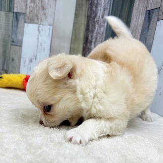 静岡県のチワワ(ロング) (犬の家＆猫の里マークイズ静岡店/2025年5月18日生まれ/男の子/クリームホワイト)の子犬の4枚目の画像