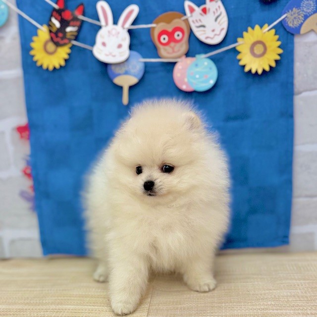 静岡県のポメラニアン (犬の家＆猫の里プレ葉ウォーク浜北店/2025年5月18日生まれ/女の子/クリーム)の子犬の4枚目の画像