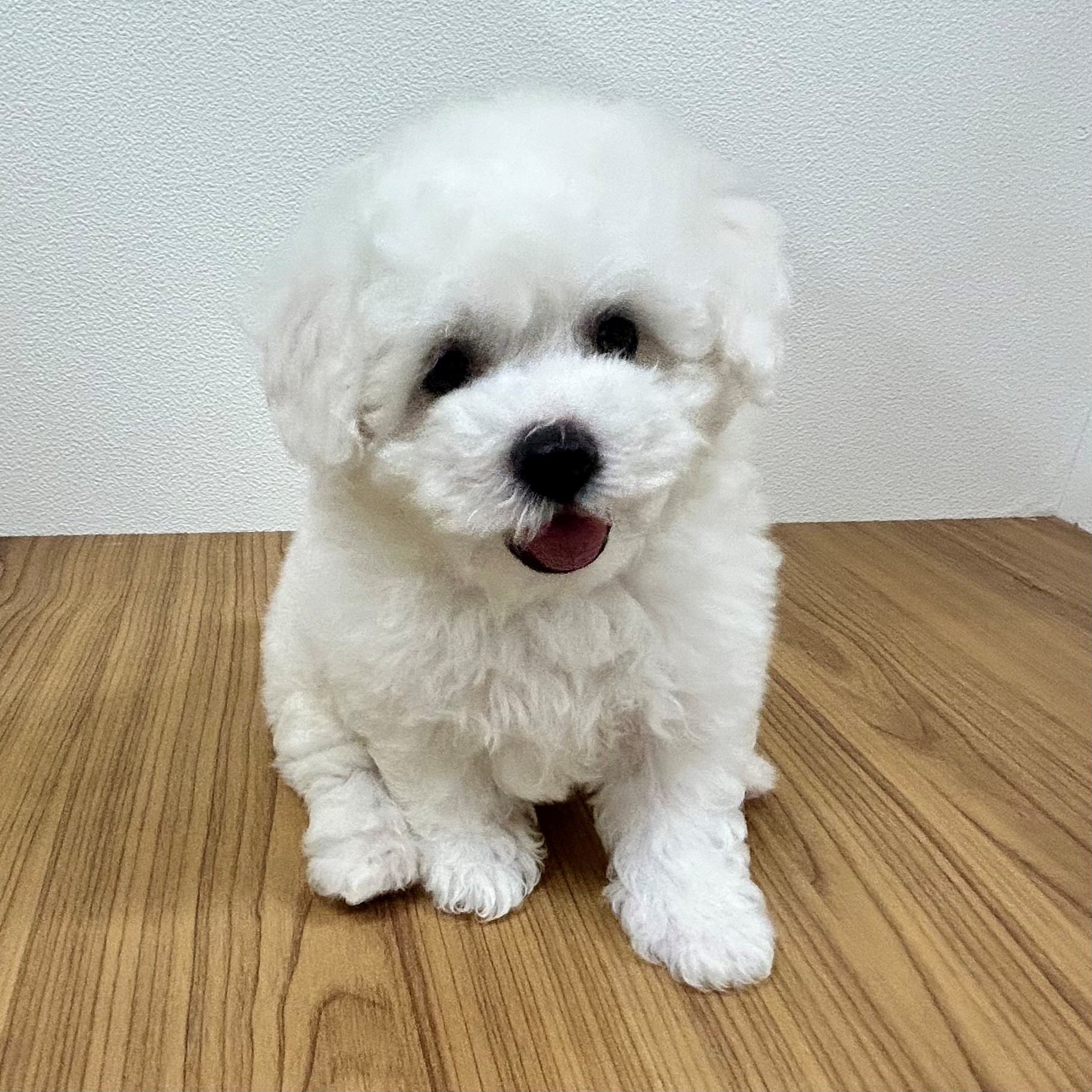 福岡県のビションフリーゼ (犬の家＆猫の里トリアス久山店/2025年5月20日生まれ/男の子/ホワイト)の子犬の4枚目の画像