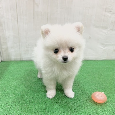 三重県のポメチワ/チワポメ/ポメチー(ポメラニアン×チワワ) (犬の家＆猫の里三重桑名店/2025年5月20日生まれ/女の子/クリームホワイト)の子犬の4枚目の画像