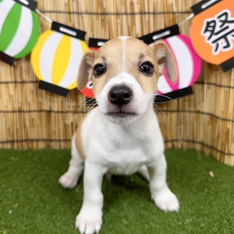 神奈川県のジャックラッセルテリア (犬の家＆猫の里小田原店/2025年5月20日生まれ/男の子/タンホワイト)の子犬の4枚目の画像
