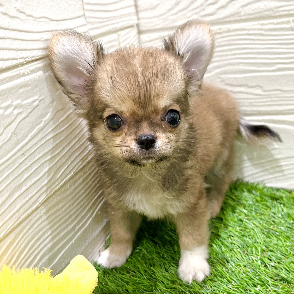 愛知県のチワワ(ロング) (犬の家＆猫の里豊田店/2025年5月19日生まれ/男の子/レッドホワイト)の子犬の1枚目の画像