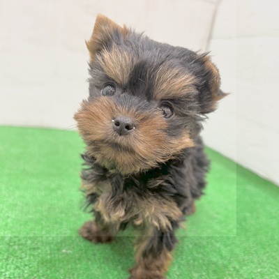 三重県のヨークシャーテリア (犬の家＆猫の里三重桑名店/2025年5月21日生まれ/女の子/スチールブルータン)の子犬の4枚目の画像