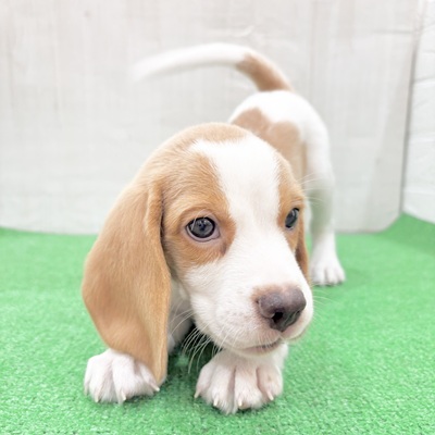 三重県のビーグル (犬の家＆猫の里三重桑名店/2025年5月20日生まれ/男の子/レモンホワイト)の子犬の4枚目の画像