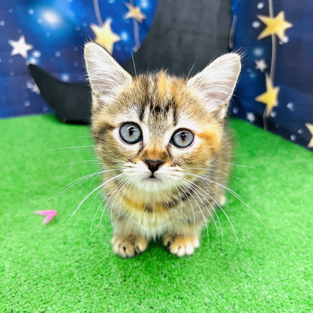 愛知県のマンチカン (犬の家＆猫の里名古屋天白店/2025年5月13日生まれ/女の子/ブラウンタビー)の子猫の4枚目の画像