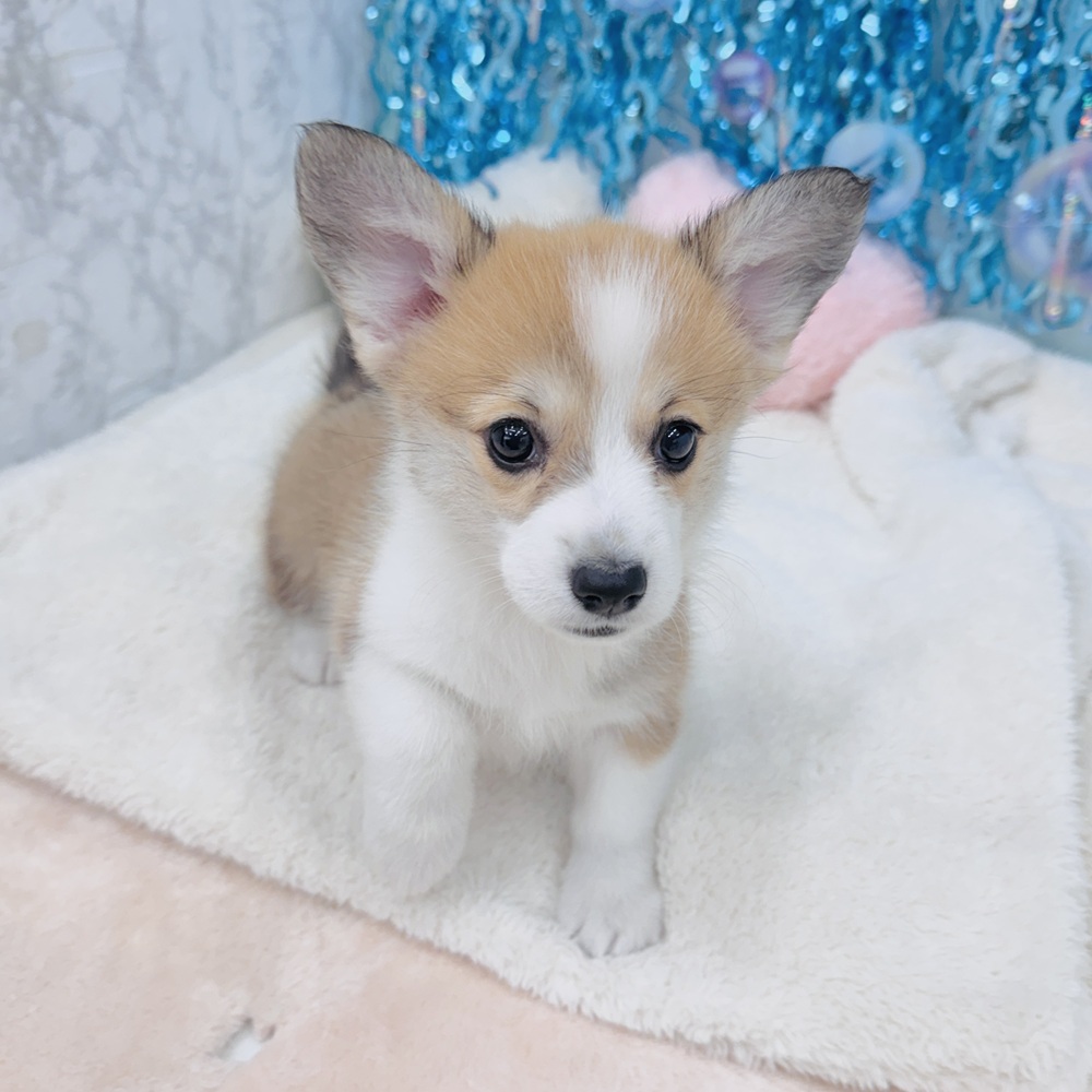 愛知県のウェルシュコーギーペンブローク (犬の家＆猫の里エアポートウォーク店/2025年5月18日生まれ/女の子/レッドホワイト)の子犬の4枚目の画像