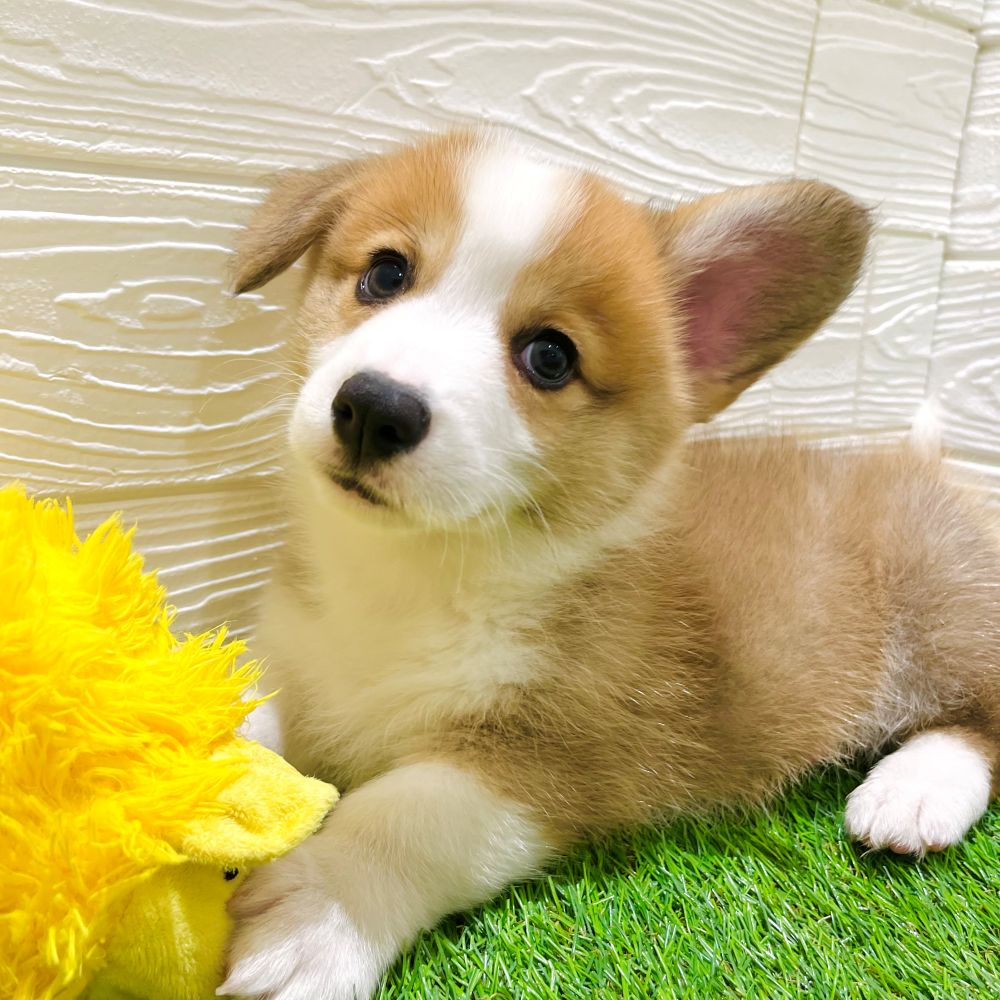 愛知県のウェルシュコーギーペンブローク (犬の家＆猫の里豊田店/2025年5月21日生まれ/男の子/レッドホワイト)の子犬の4枚目の画像