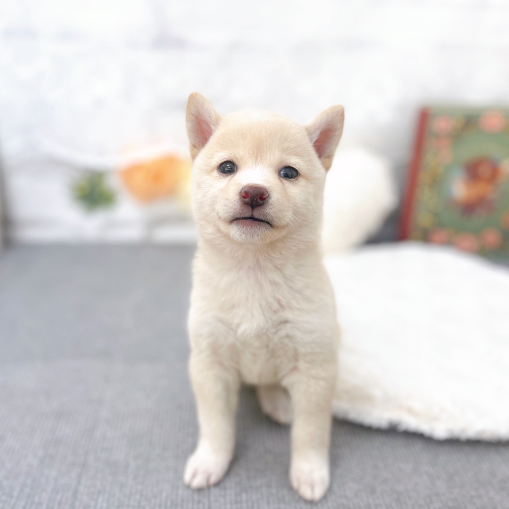 京都府の柴犬(標準サイズ) (犬の家＆猫の里京都樟葉店/2025年5月21日生まれ/女の子/淡赤)の子犬の4枚目の画像