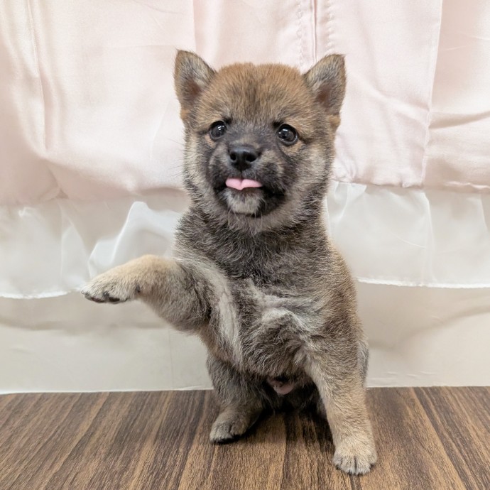 兵庫県の豆柴 (犬の家＆猫の里カナート西神戸店/2025年5月18日生まれ/男の子/赤)の子犬の4枚目の画像