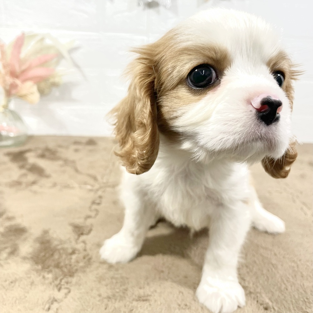 兵庫県のキャバリアキングチャールズスパニエル (犬の家＆猫の里ニッケパークタウン加古川店/2025年5月14日生まれ/男の子/ブレンハイム)の子犬の4枚目の画像