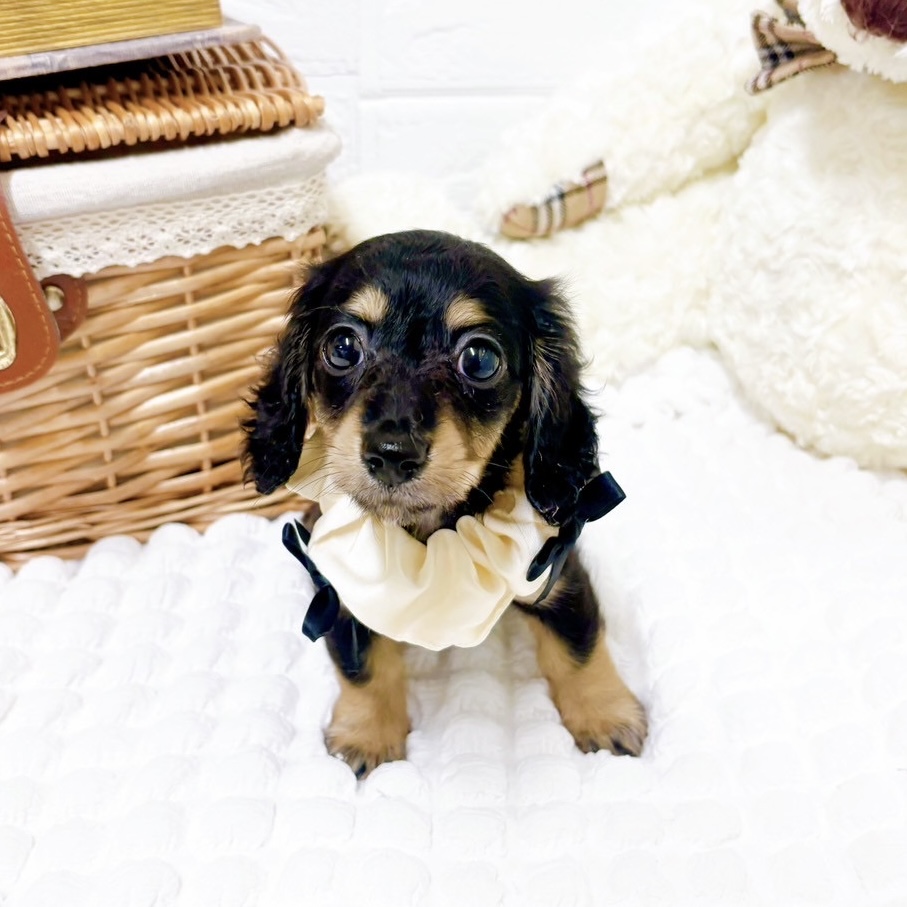 滋賀県のミニチュアダックスフンド(ロング) (犬の家＆猫の里近江八幡店/2025年5月20日生まれ/女の子/ブラックタン)の子犬の4枚目の画像