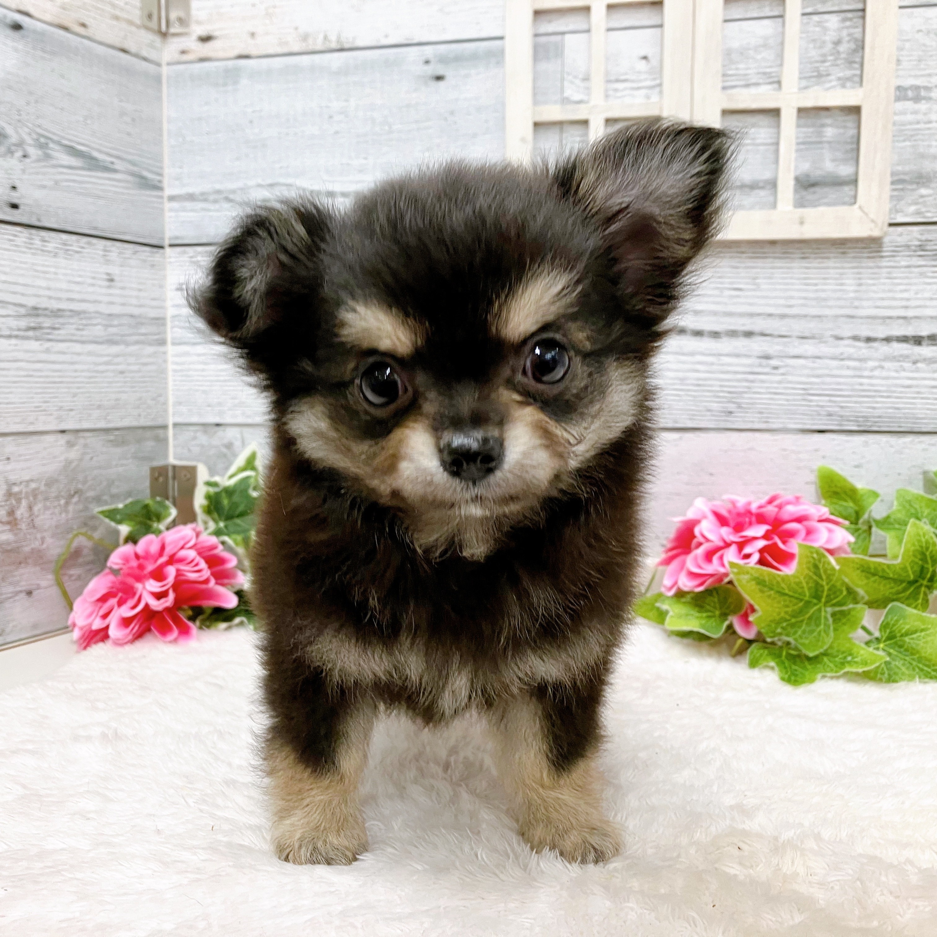 石川県のチワワ(ロング) (犬の家＆猫の里アミーゴ金沢おこばた店/2025年5月21日生まれ/男の子/ブラッククリーム)の子犬の4枚目の画像