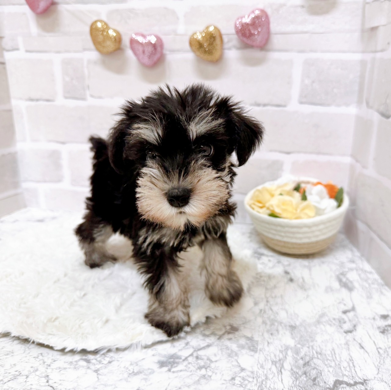 京都府のミニチュアシュナウザー (犬の家＆猫の里京都精華店/2025年5月22日生まれ/女の子/ブラックシルバー)の子犬の4枚目の画像