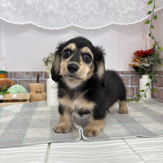愛知県のミニチュアダックスフンド(ロング) (犬の家＆猫の里碧南店/2025年5月22日生まれ/男の子/ブラックイエロー)の子犬の4枚目の画像