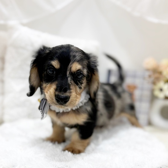 岐阜県のミニチュアダックスフンド(ロング) (犬の家＆猫の里カラフルタウン岐阜店/2025年5月22日生まれ/男の子/シルバーダップル)の子犬の4枚目の画像