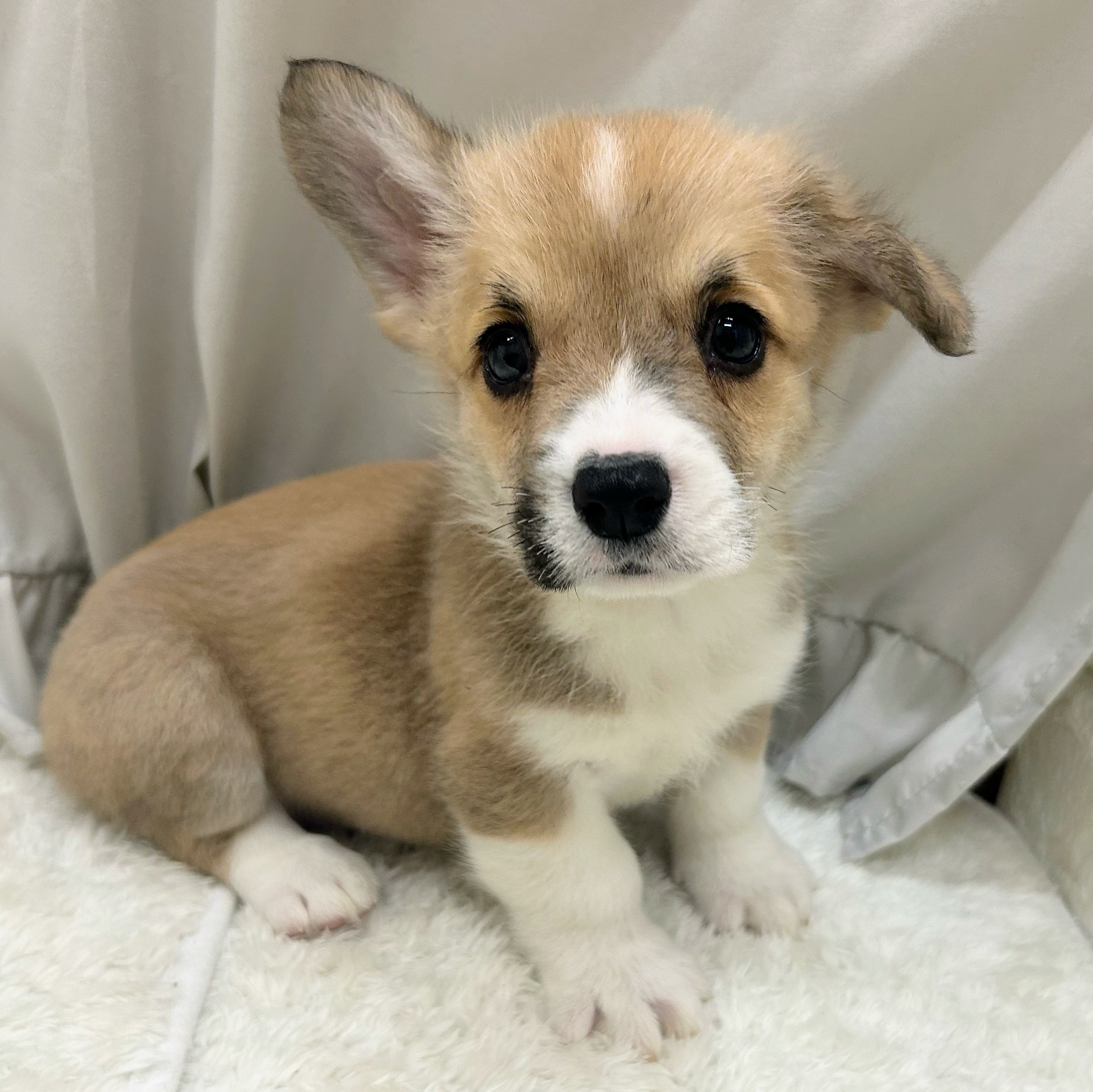 愛知県のウェルシュコーギーペンブローク (犬の家＆猫の里アミーゴ神の倉店/2025年5月15日生まれ/男の子/レッドホワイト)の子犬の4枚目の画像