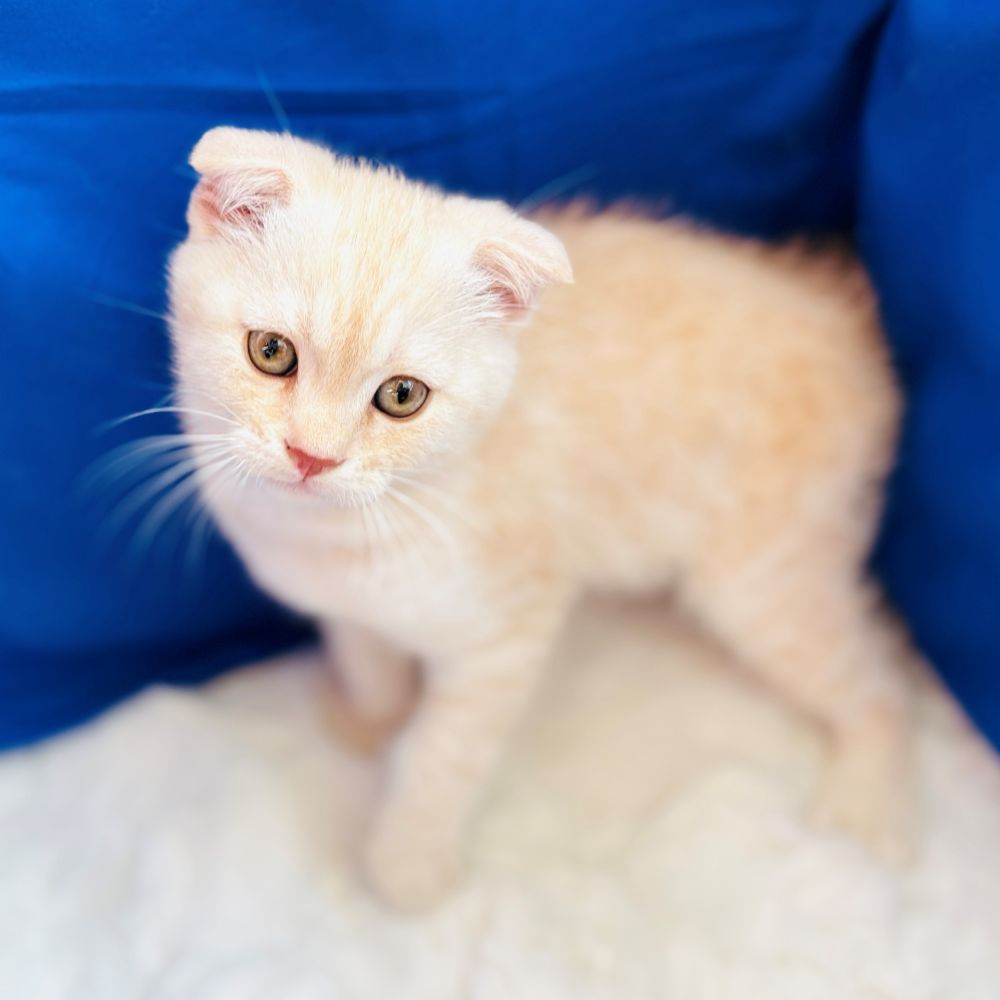 愛知県のスコティッシュフォールド (犬の家＆猫の里愛知刈谷店/2025年5月19日生まれ/男の子/クリームタビー)の子猫の4枚目の画像