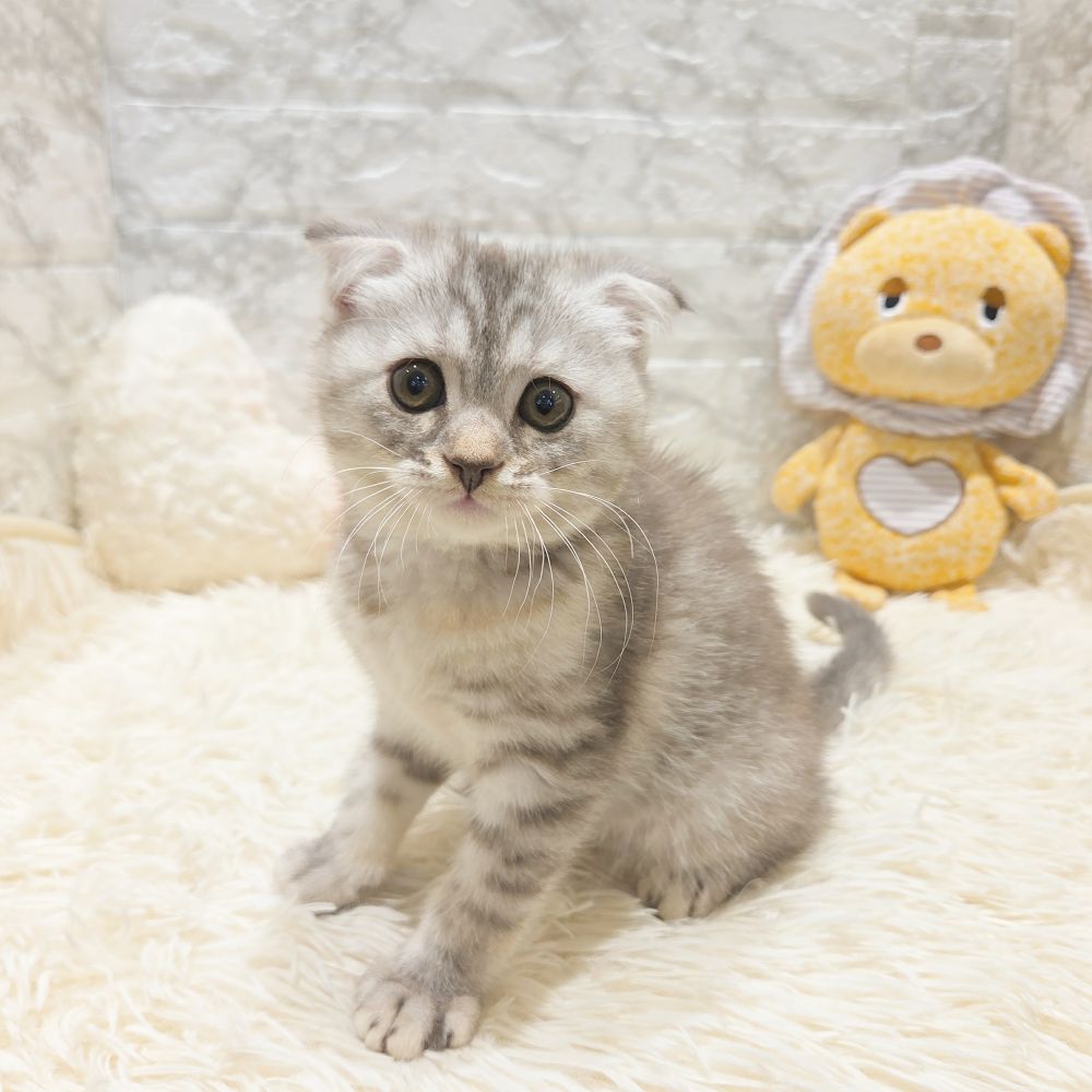愛知県のスコティッシュフォールド (犬の家＆猫の里MiO香久山店/2025年5月19日生まれ/女の子/ブルーパッチドタビー)の子猫の4枚目の画像