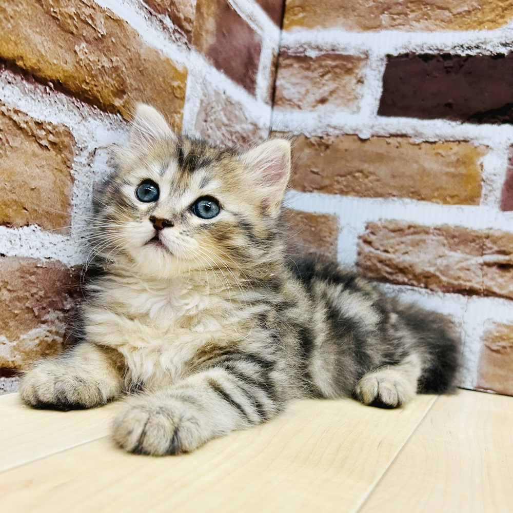 愛知県のサイベリアン (犬の家＆猫の里七宝店/2025年5月19日生まれ/男の子/ブラウンタビー)の子猫の4枚目の画像