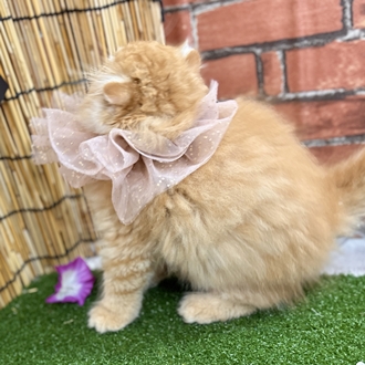 神奈川県のスコティッシュフォールド (犬の家＆猫の里小田原店/2025年5月15日生まれ/男の子/レッドタビーホワイト)の子猫の4枚目の画像
