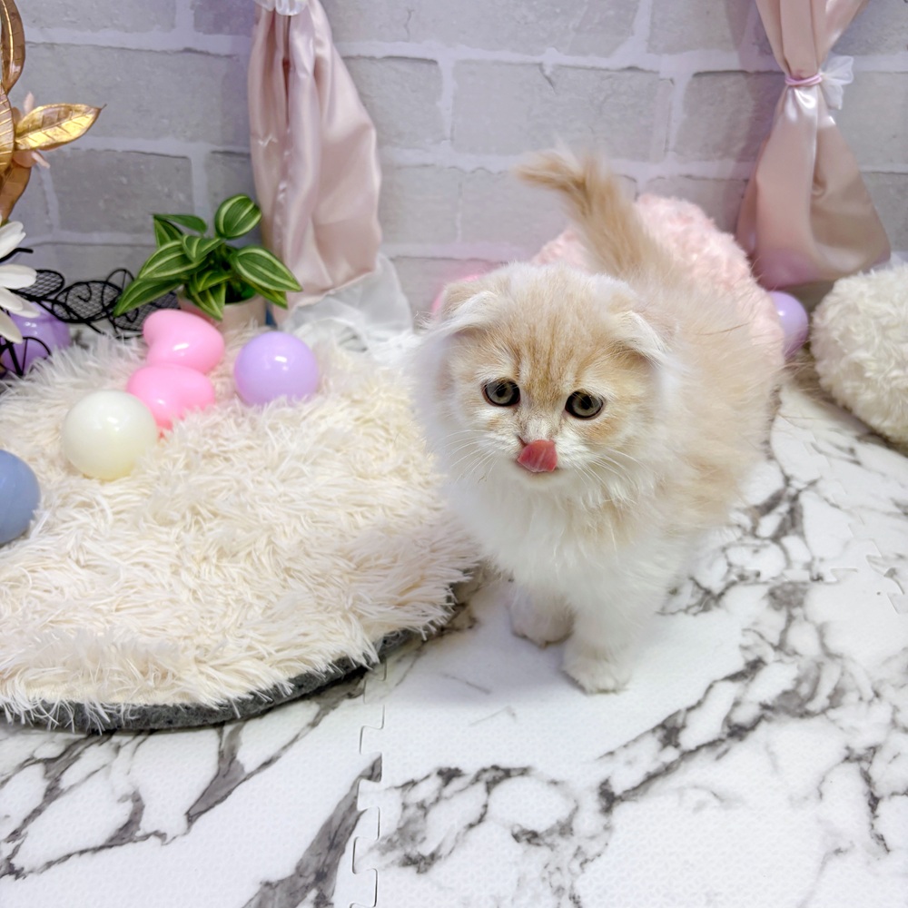 愛知県のスコティッシュフォールド (犬の家＆猫の里岡崎店/2025年5月15日生まれ/女の子/クリームタビーホワイト)の子猫の4枚目の画像