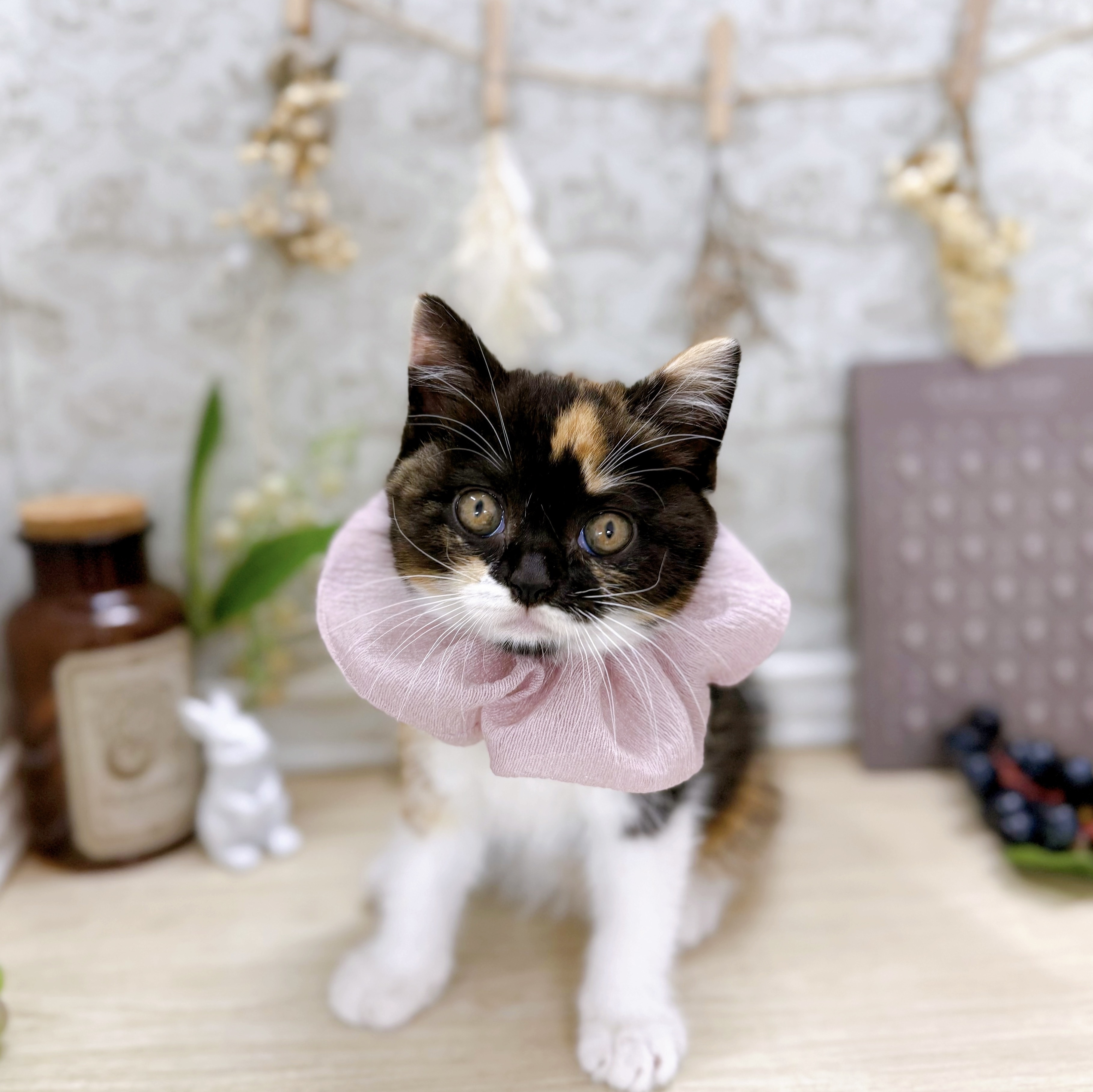 福井県のマンチカン (犬の家＆猫の里アミーゴ福井大和田店/2025年5月21日生まれ/女の子/キャリコ)の子猫の4枚目の画像