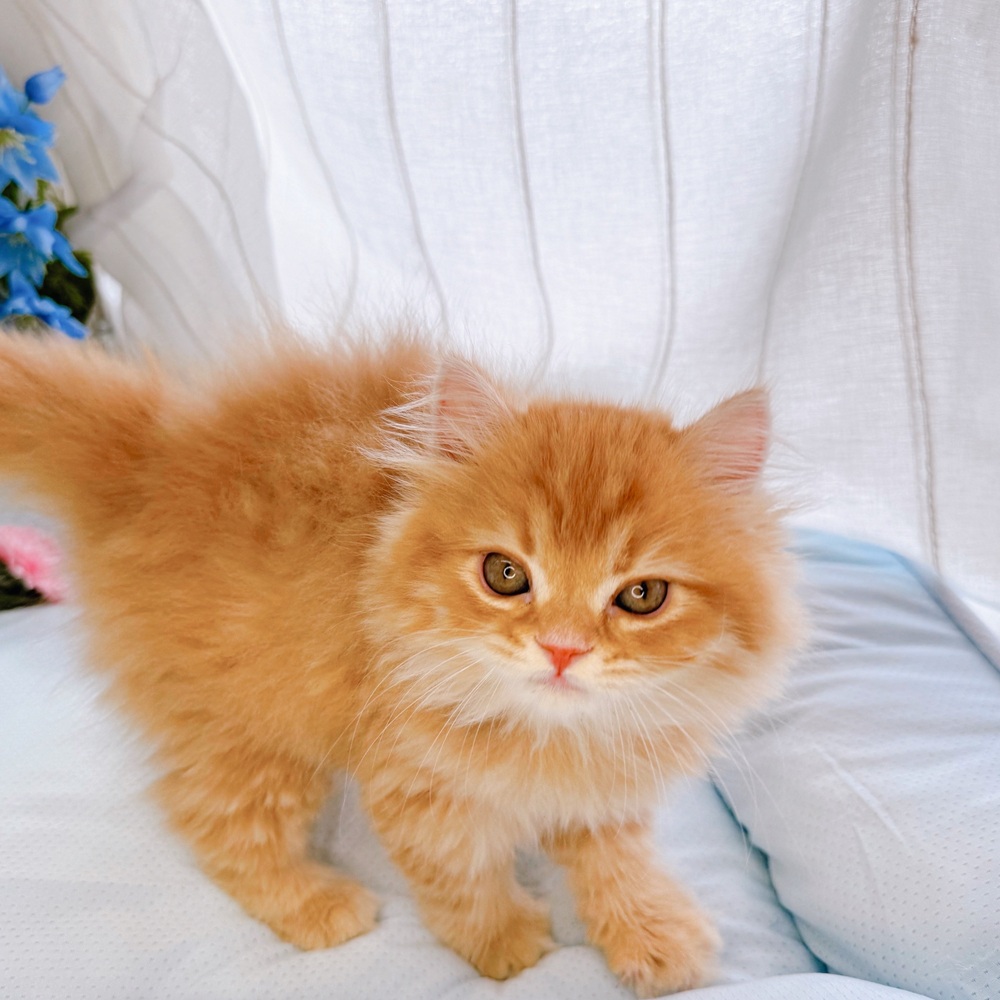 長野県のスコティッシュフォールド (犬の家＆猫の里塩尻店/2025年5月15日生まれ/女の子/レッドタビーホワイト)の子猫の4枚目の画像