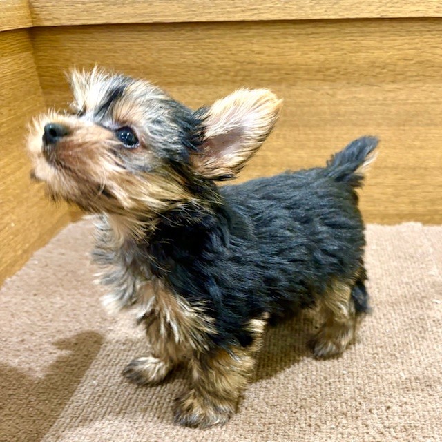 愛知県のヨークシャーテリア (犬の家＆猫の里豊田店/2025年5月22日生まれ/男の子/スチールブルータン)の子犬の4枚目の画像