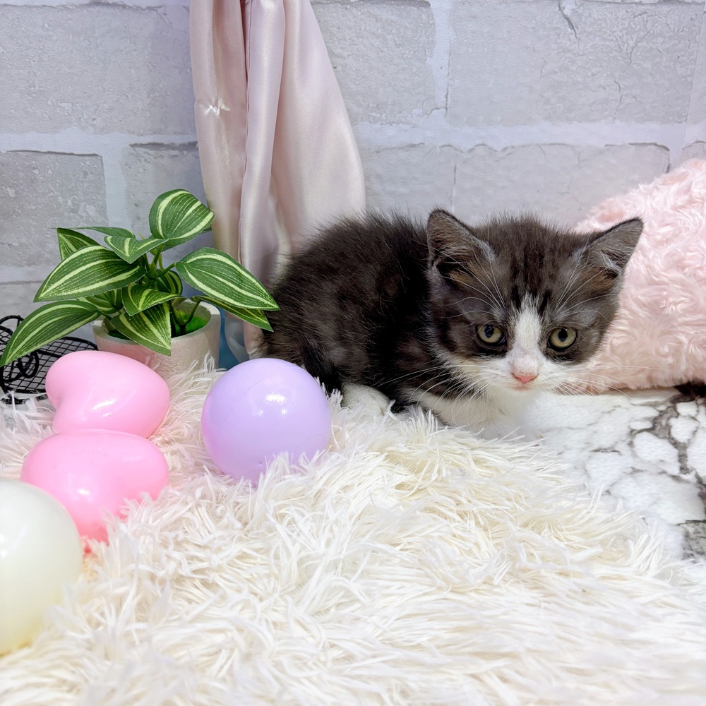 愛知県のマンチカン (犬の家＆猫の里岡崎店/2025年5月21日生まれ/男の子/シルバータビーホワイト)の子猫の1枚目の画像